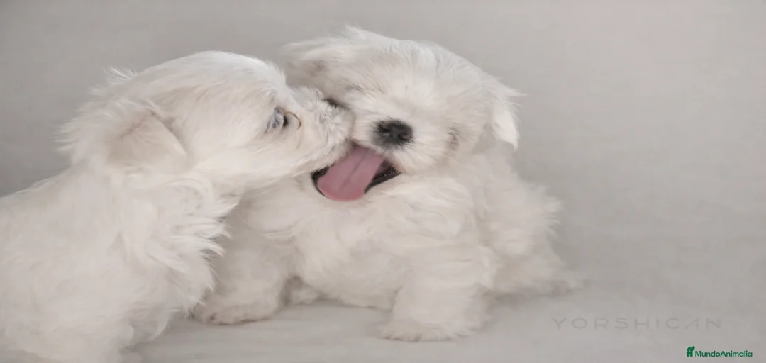 Imagen de galería {{count}}