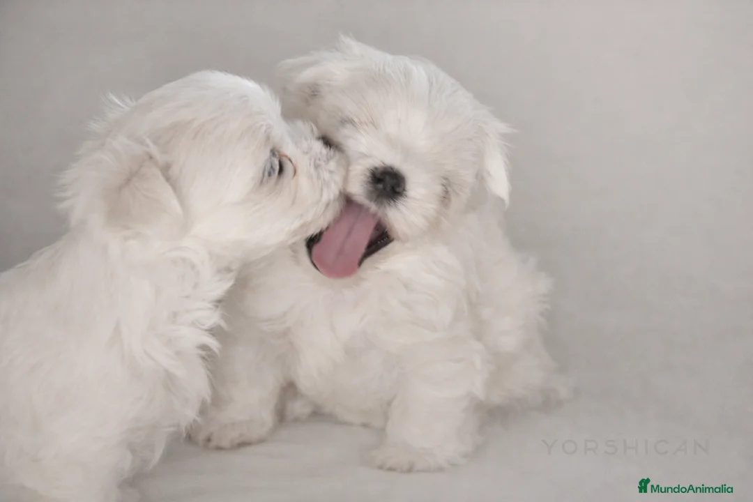 Imagen de galería {{count}}