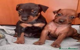Pinscher Miniatura perros en venta: Achuchable cachorrito de Pinscher Miniatura - Imagen 1