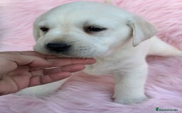 Labrador Retriever perros en venta: Labradora amarillo  - Anuncio 9