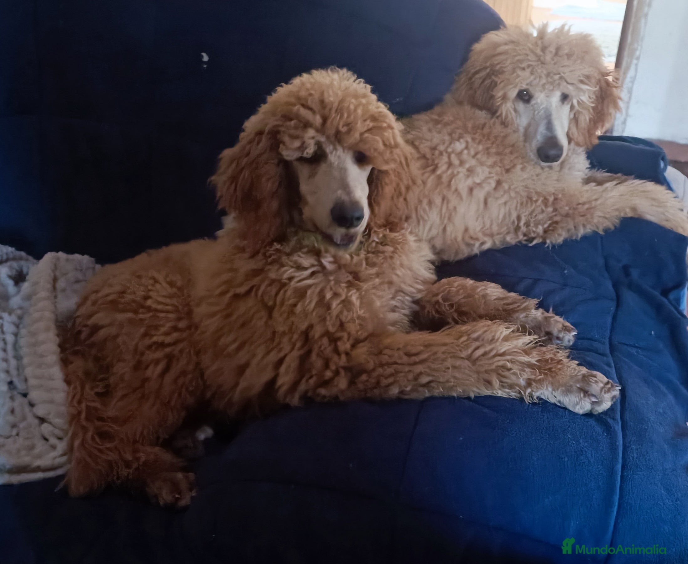 Caniche Gigante perros Caniche gigante Apricot macho - Anuncio 2