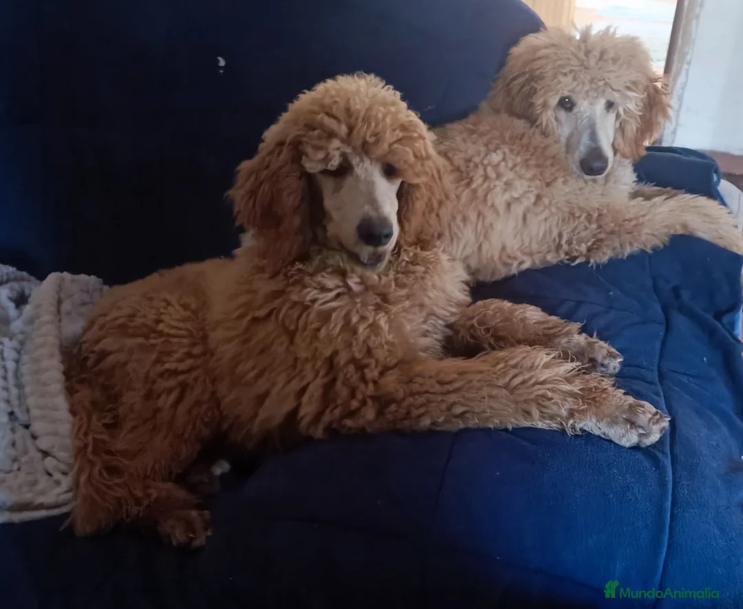 Caniche Gigante perros en venta: Caniche gigante Apricot macho - Anuncio 2