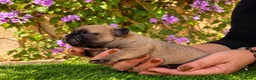 Bulldog Francés perros en venta: Cachorros de Bulldog Francés. - Anuncio 3