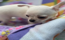 Chihuahua perros en venta: Increíble machito chihuahua tot - Imagen 12
