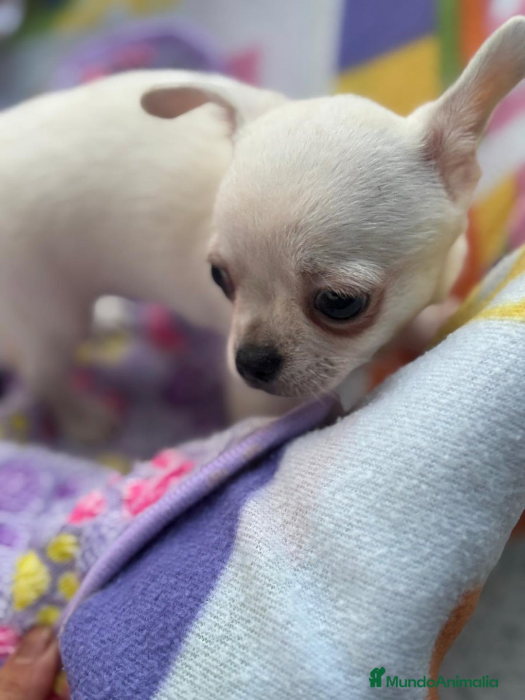 Chihuahua perros en venta: Increíble machito chihuahua tot - Imagen 12