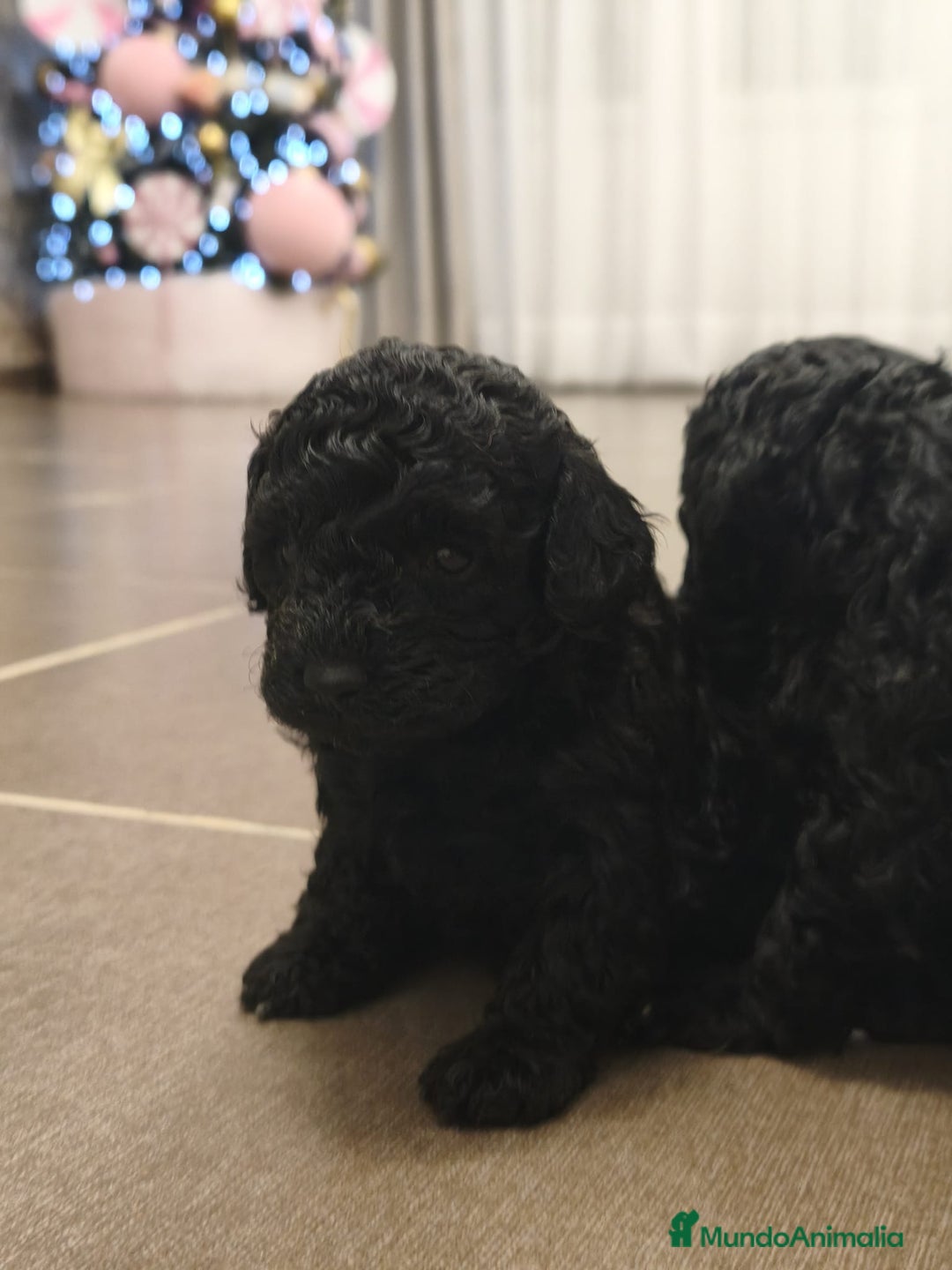 Caniche Toy perros en venta: Espectacular hembra - Anuncio 7