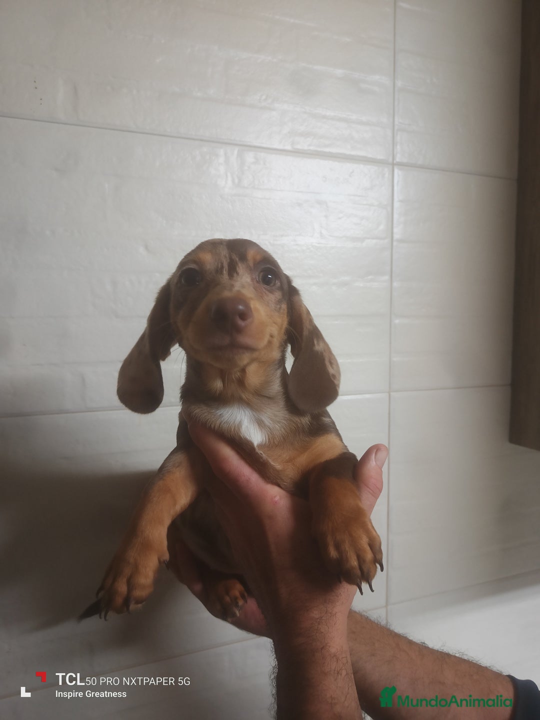Teckel perros en venta: Teckel merle chocolate  - Anuncio 2