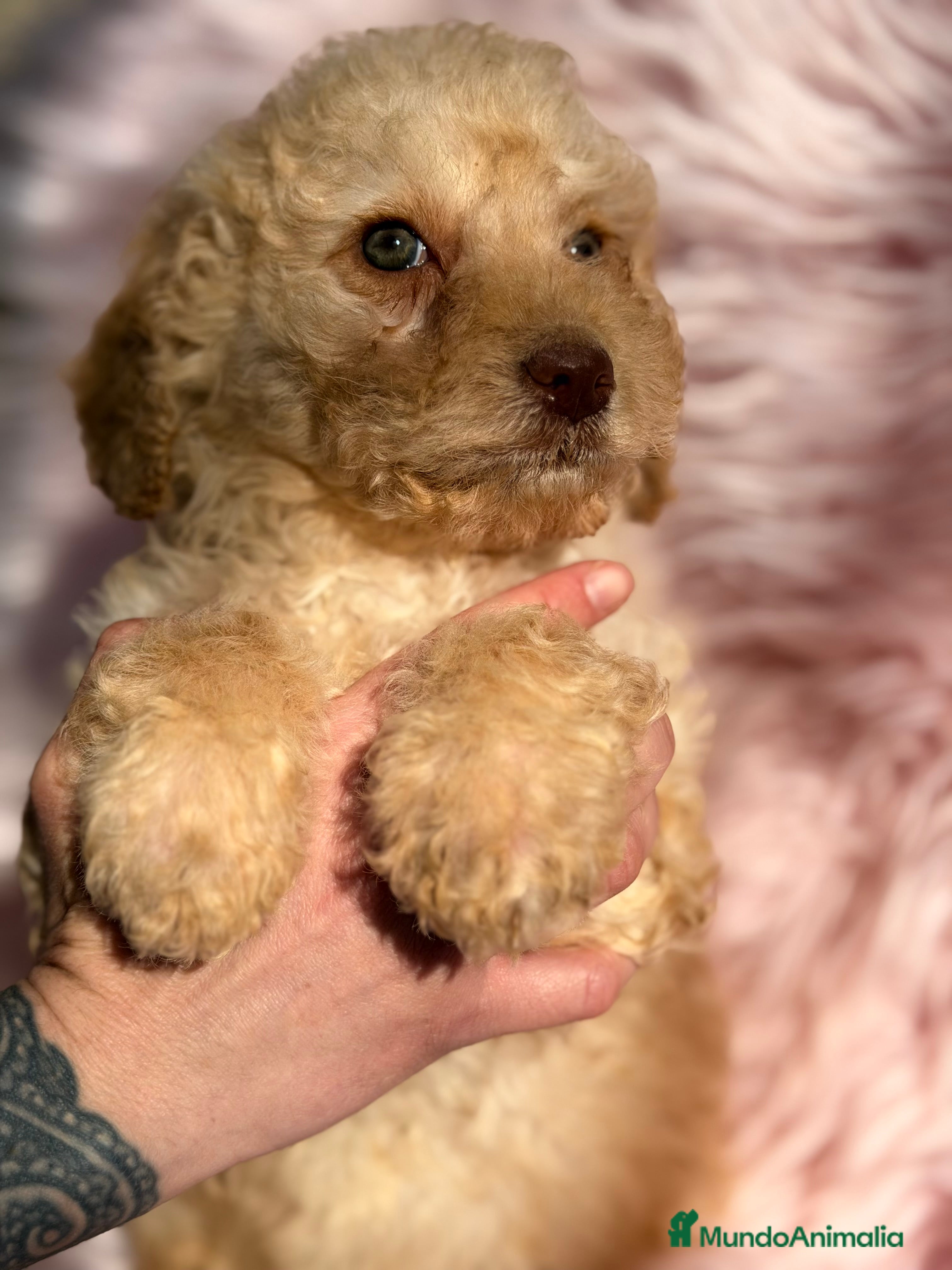 Perro de Agua Español perros Pdae crema  - Anuncio 2