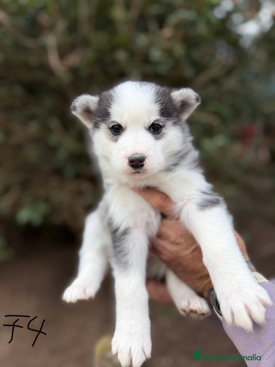 Husky Siberiano perros en venta: HUSKY SIBERIANO - Anuncio 5