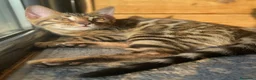 Bengalí gatos en venta: Hembra Bengalí Brown Spotted Tabby - Anuncio 6