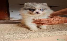 Pomerania perros en venta: Pomerania exotico - Imagen 1