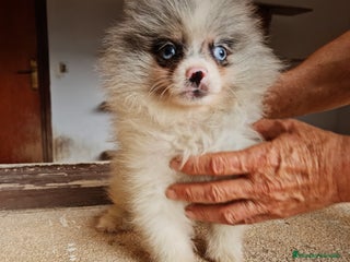 Pomerania perros - Anuncio 7