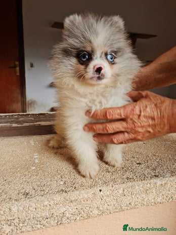 Pomerania perros - Anuncio 2