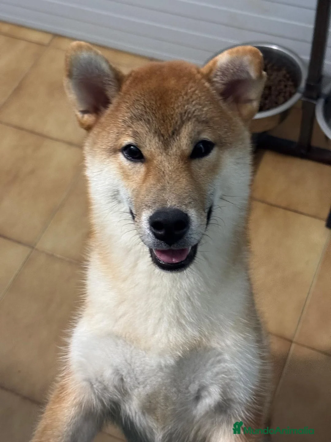 Shiba Inu perros en venta: Shiba Inu Hembra - Anuncio 4