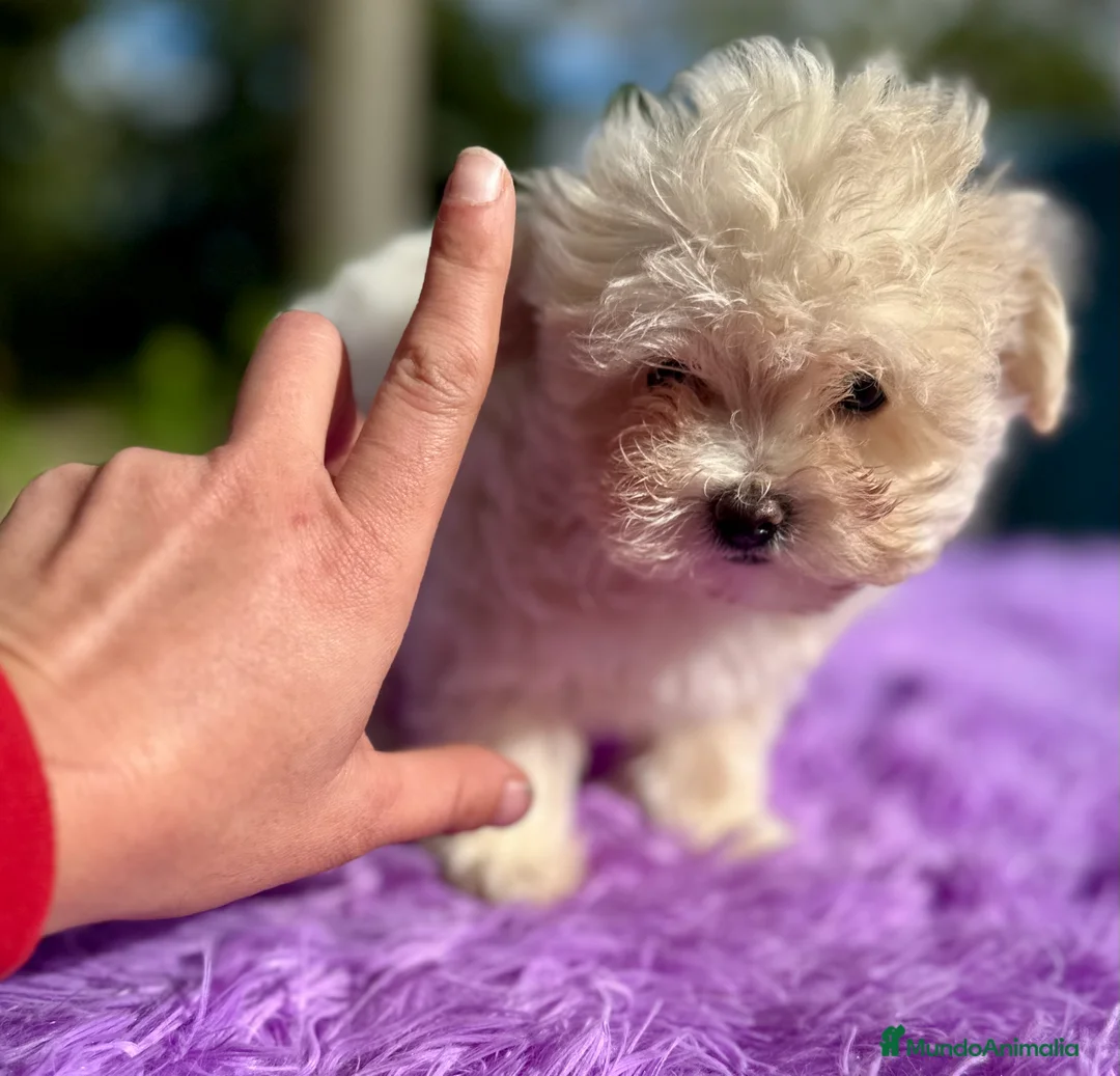 Maltipoo perros en venta: MALTIPOO - Anuncio 5