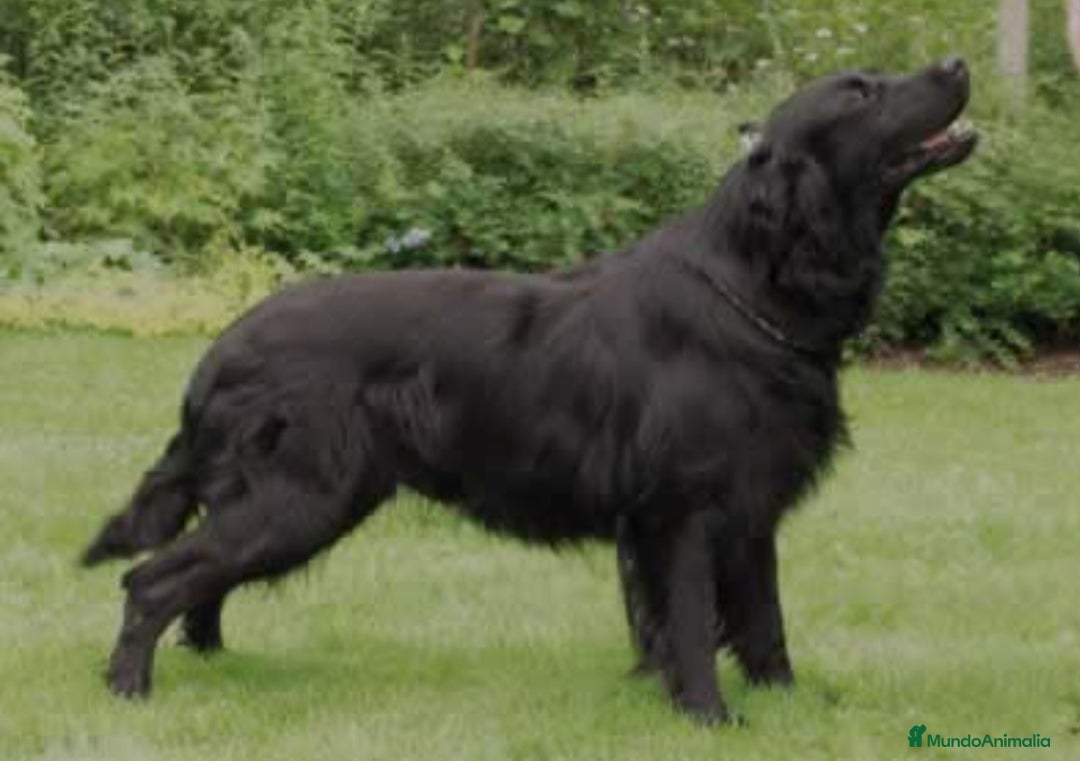Flat-Coated Retriever perros en venta: Flat-Coated retriever - Imagen 2
