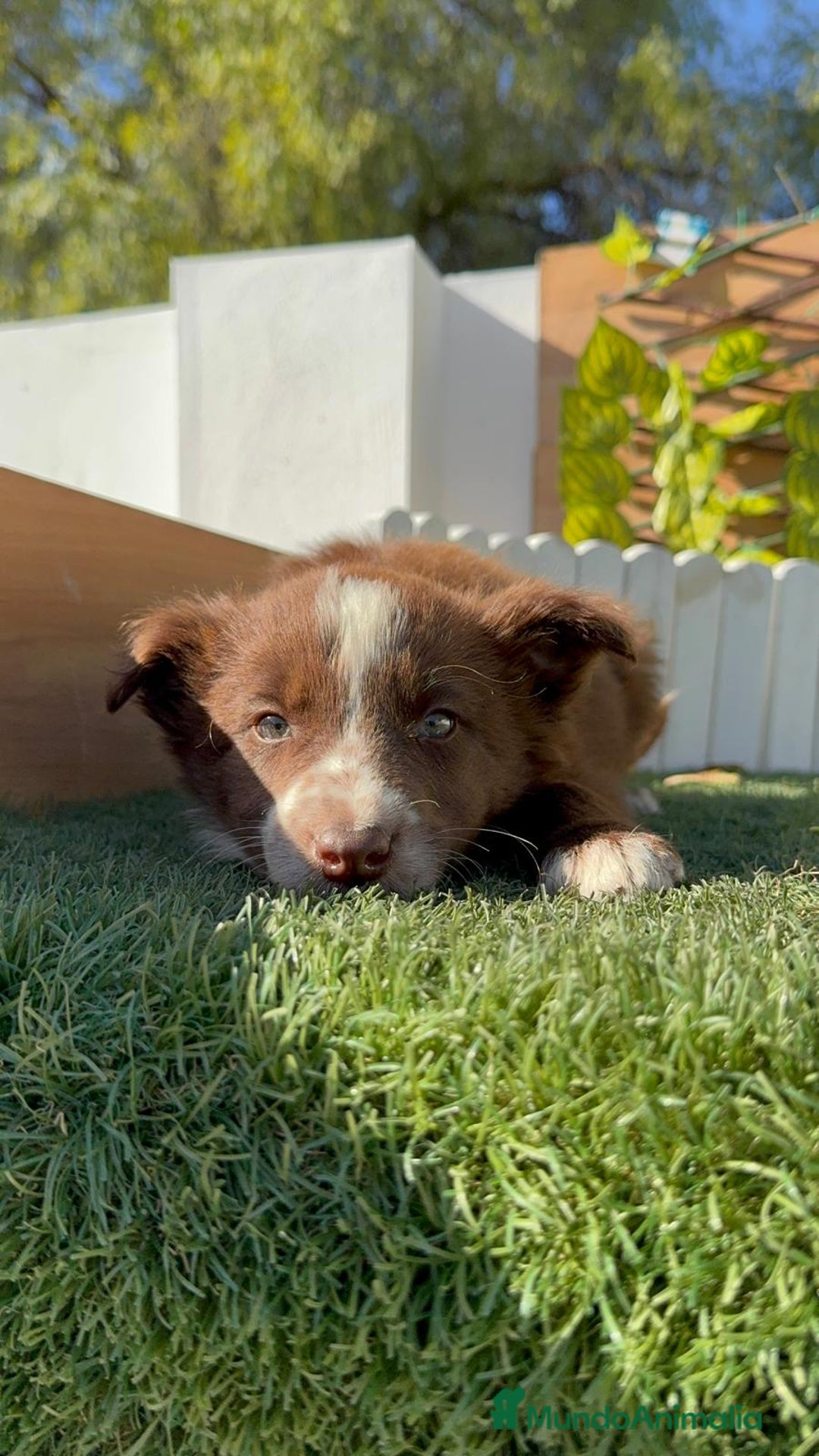 Border Collie perros en venta: BORDER COLLIE - Anuncio 16