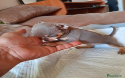 Chihuahua perros en venta: Chihuahua  - Anuncio 3