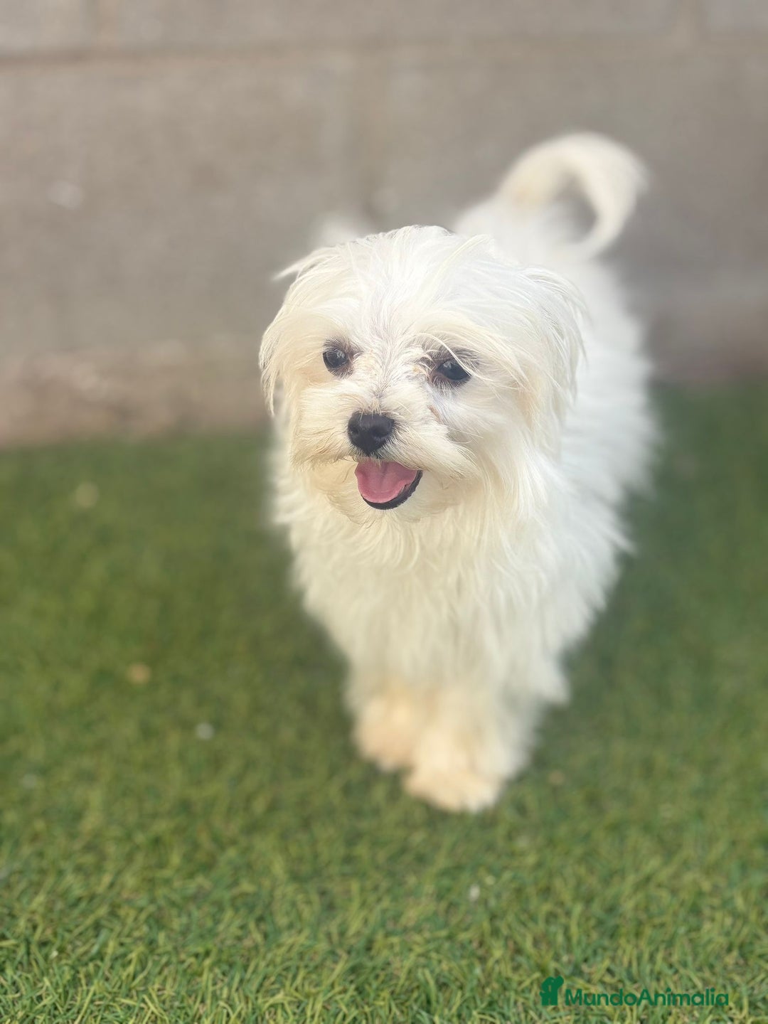 Bichón Maltés perros en venta: Bichon maltés toy - Imagen 18