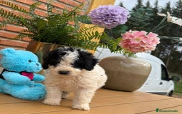 Perro de Agua Español perros en venta: Cachorritos de perro de aguas. Varios colores - Anuncio 1