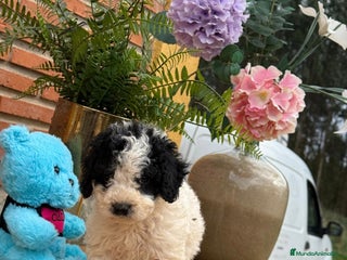 Perro de Agua Español perros Cachorritos de perro de aguas. Varios colores - Anuncio 5