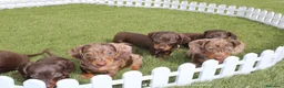 Teckel Miniatura perros en venta: Teckels Miniatura#Calidad, seriedad y seguimiento - Anuncio 10