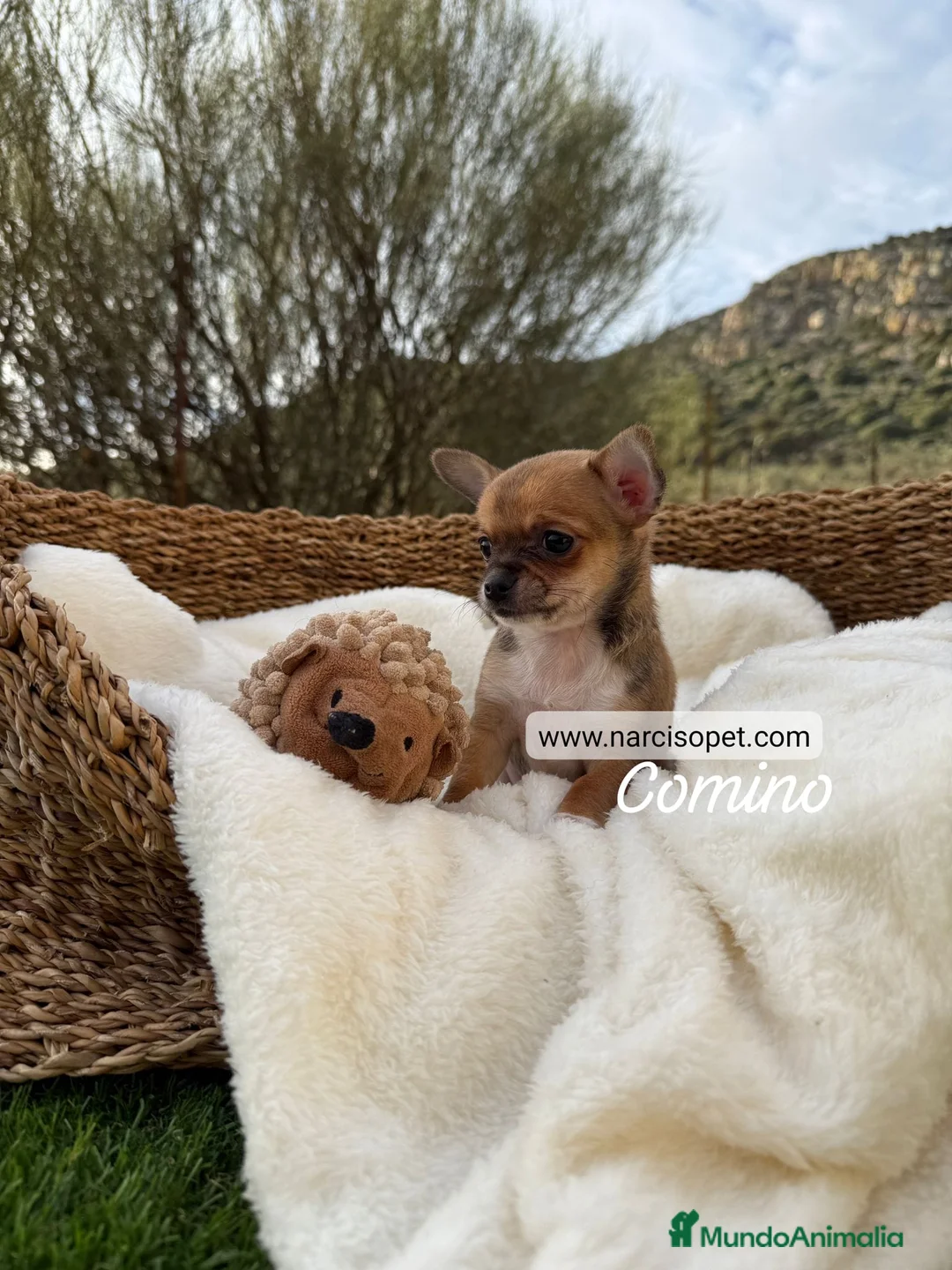 Chihuahua perros en venta: CHIHUAHUA - Anuncio 4