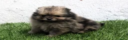 Pomerania perros en venta: Pomerania - Anuncio 27