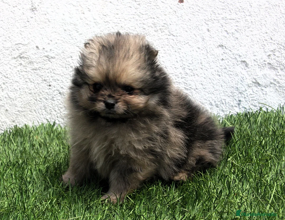 Pomerania perros en venta: Pomerania - Anuncio 27