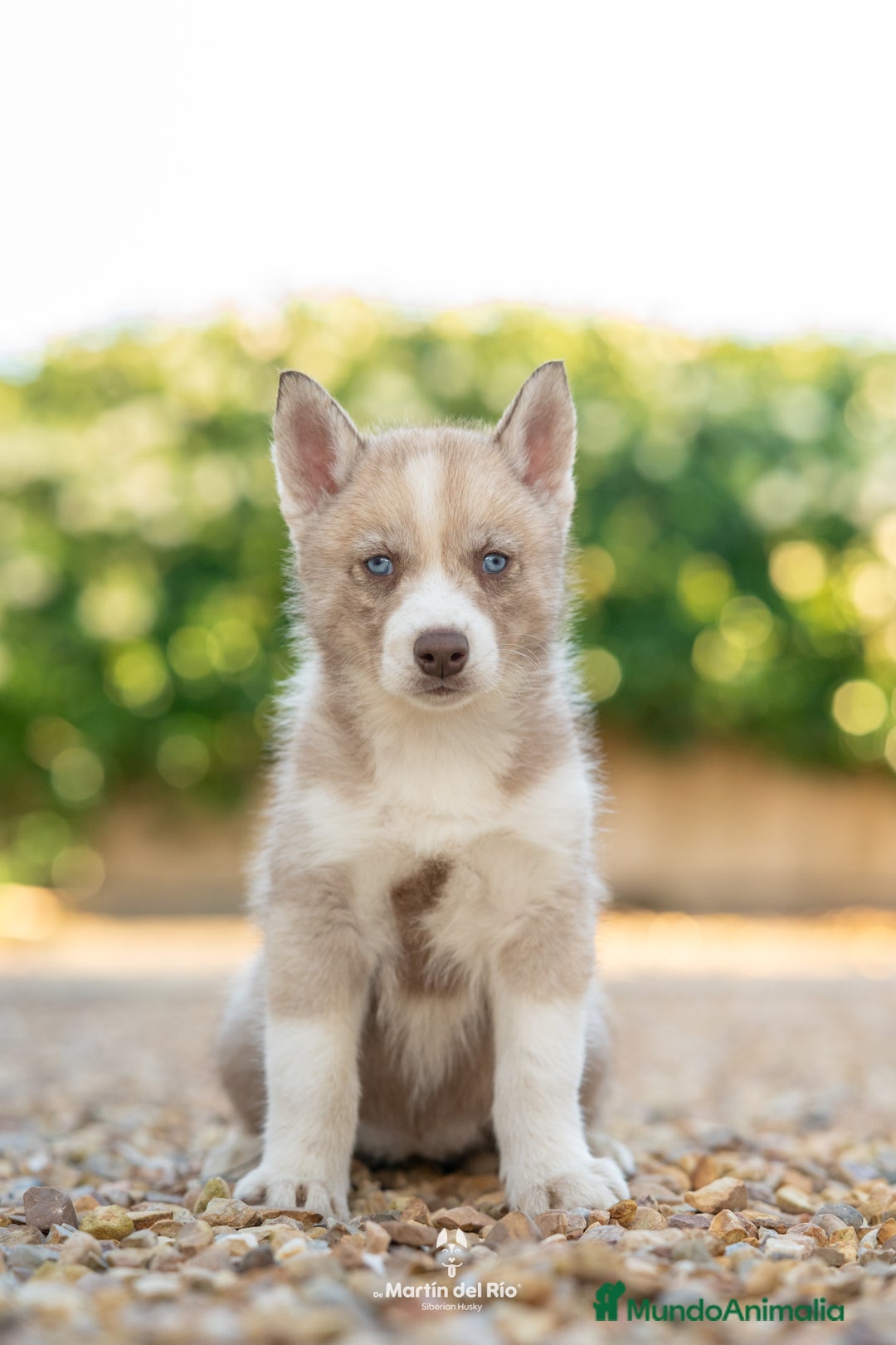 Husky Siberiano perros en venta: Husky Siberiano cachorros  - Imagen 5