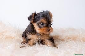 Yorkshire Terrier perros yorkshire miniatura  - Anuncio 1