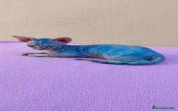 Sphynx gatos en venta: Preciosa hembrita tortuga tabby  - Imagen 9