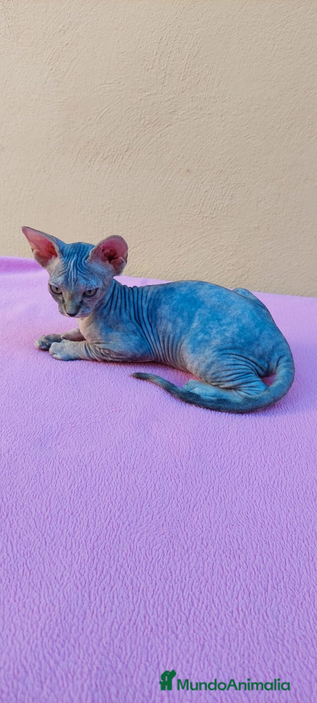 Sphynx gatos en venta: Preciosa hembrita tortuga tabby  - Imagen 9