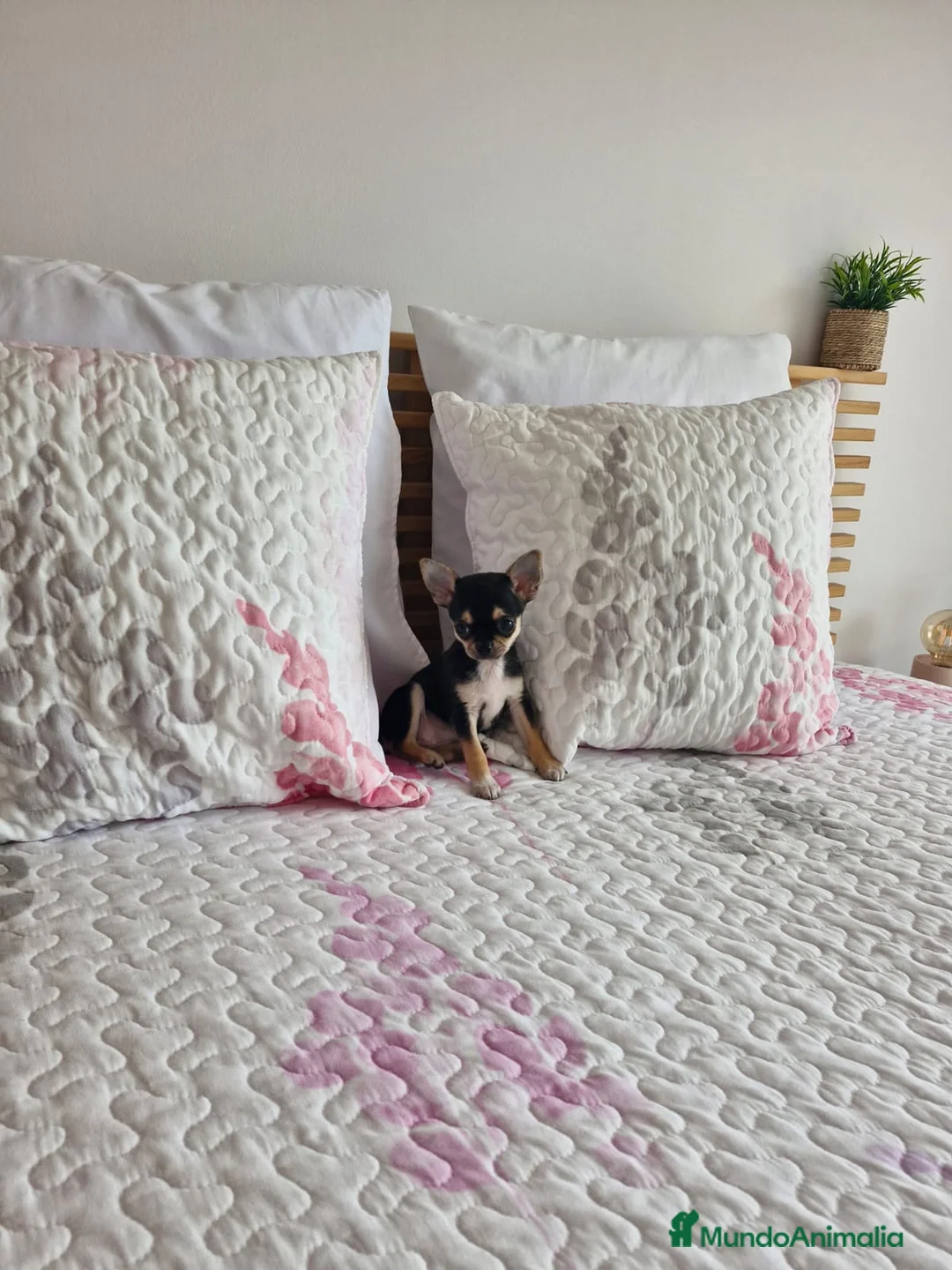 Chihuahua perros en venta: Chihuahua - Anuncio 2