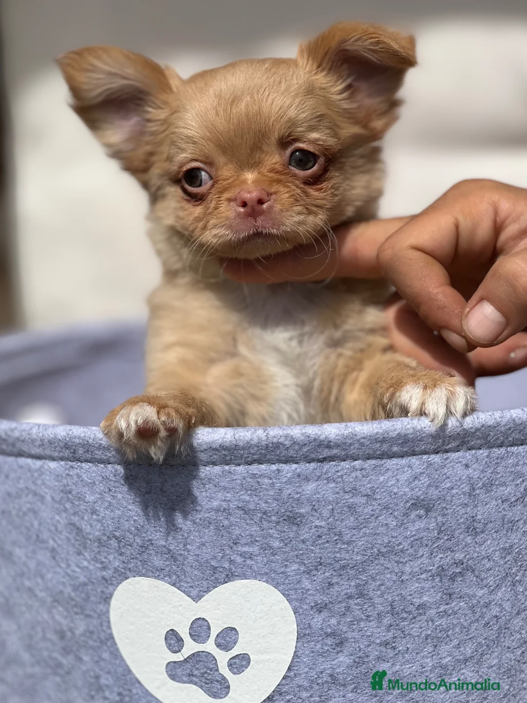 Chihuahua perros en venta: ESPECTACULAR MACHITO DE CHIHUAHUA PELO LARGO  - Anuncio 2