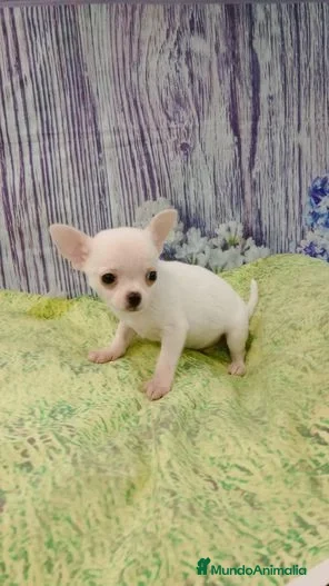 Chihuahua perros chihuahua blanco - Anuncio 4