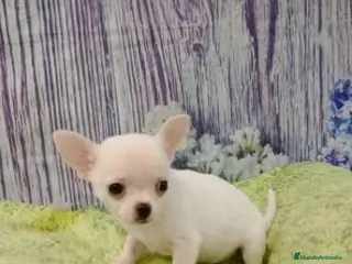 Chihuahua perros chihuahua blanco - Anuncio 4