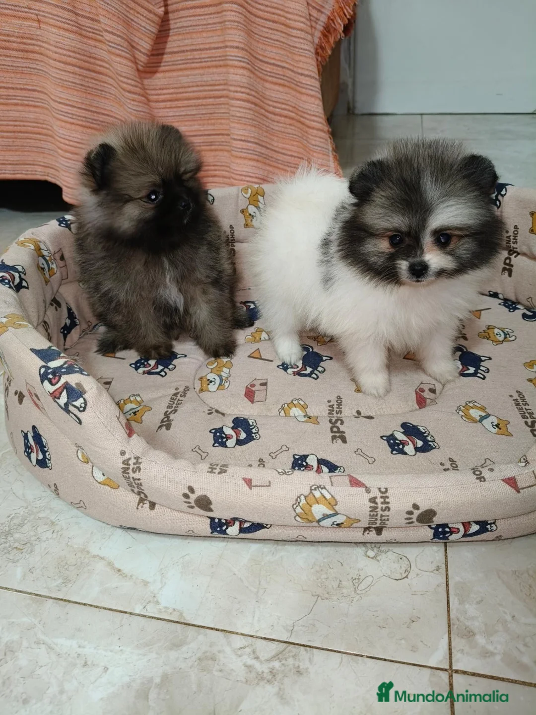 Pomerania perros en venta: Cachorritos de Pomerania Toy - Anuncio 12