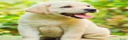 Labrador Retriever perros en venta: Labrador retriever - Anuncio 2
