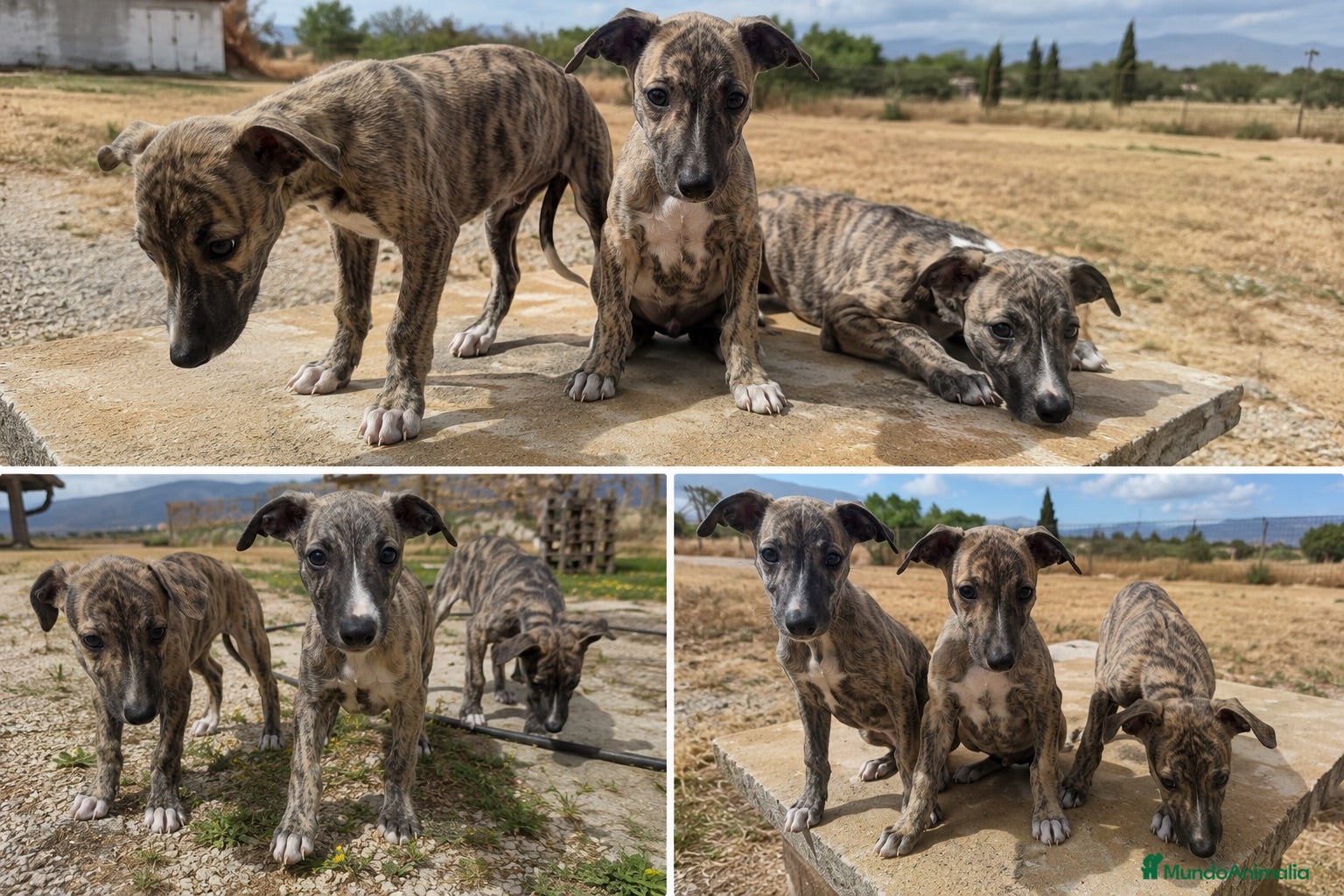 Whippet perros WHIPPET GRANADA - MALAGA  - Anuncio 4