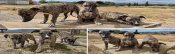 Whippet perros en venta: WHIPPET GRANADA - MALAGA  - Anuncio 1
