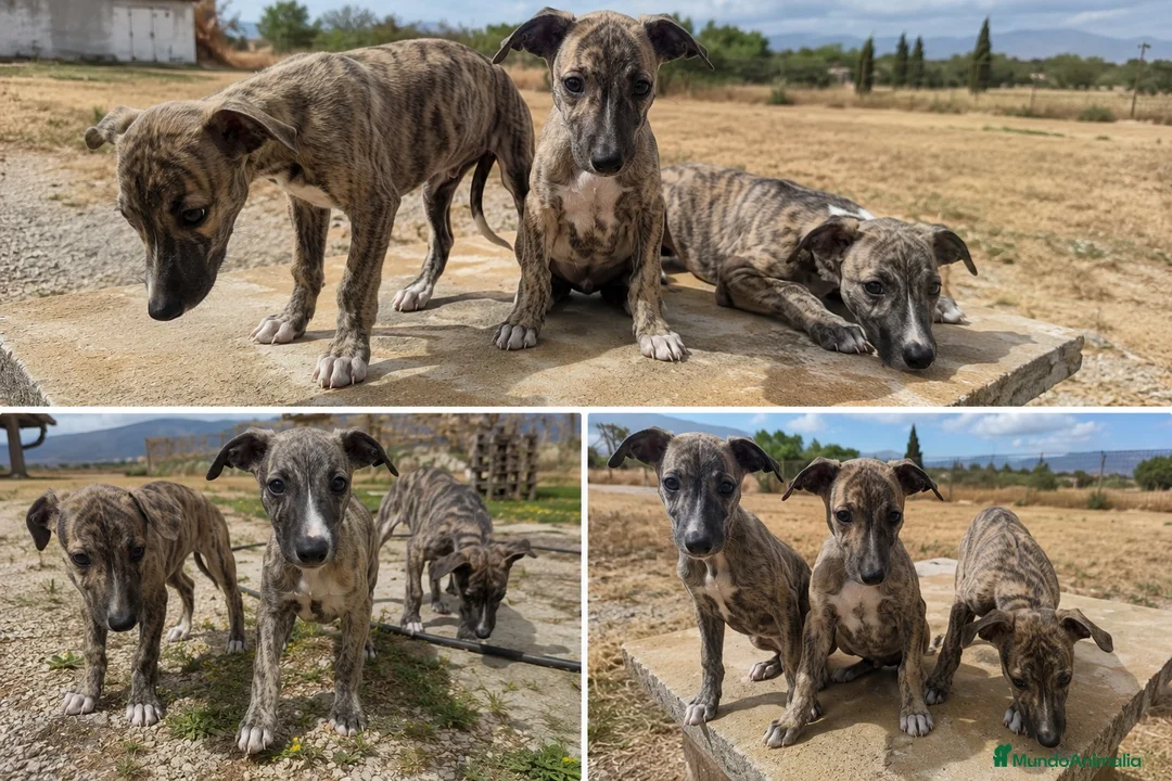 Whippet perros en venta: WHIPPET GRANADA - MALAGA  - Anuncio 1