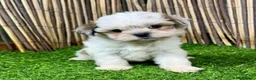 Shih Tzu perros en venta: SHIH TZU - Anuncio 3