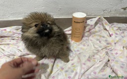 Pomerania perros en venta: Lulu pomerania mini toy  - Imagen 12