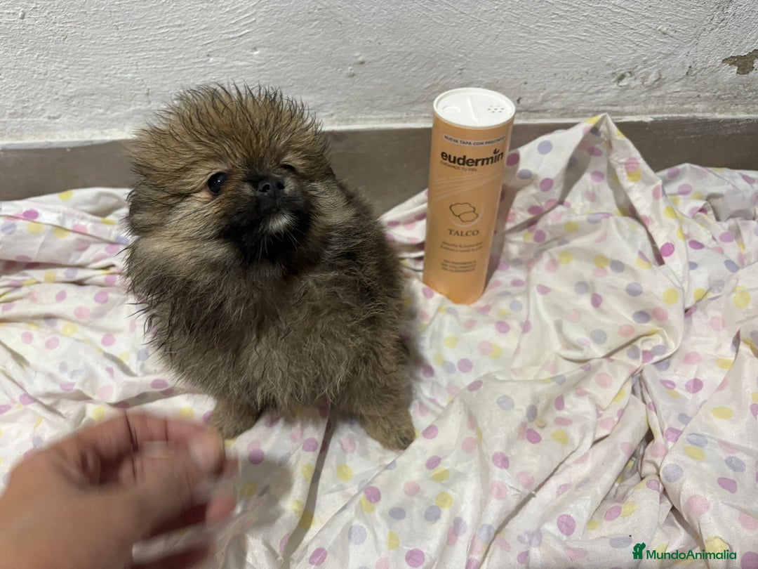 Pomerania perros en venta: Lulu pomerania mini toy  - Imagen 12
