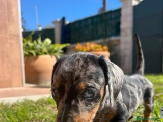 Teckel Miniatura perros Cachorros teckel arlequin chocolate - Anuncio 1