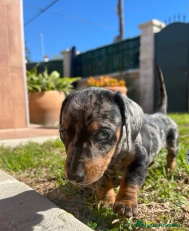 Teckel Miniatura perros Cachorros teckel arlequin chocolate - Anuncio 1