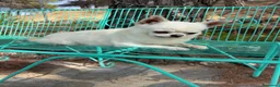 Chihuahua perros en venta: Chihuhuas excelentes ejemplares - Anuncio 2
