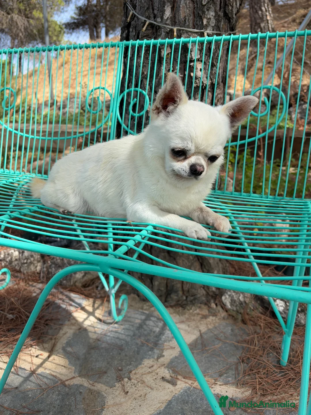 Chihuahua perros en venta: Chihuhuas excelentes ejemplares - Anuncio 2