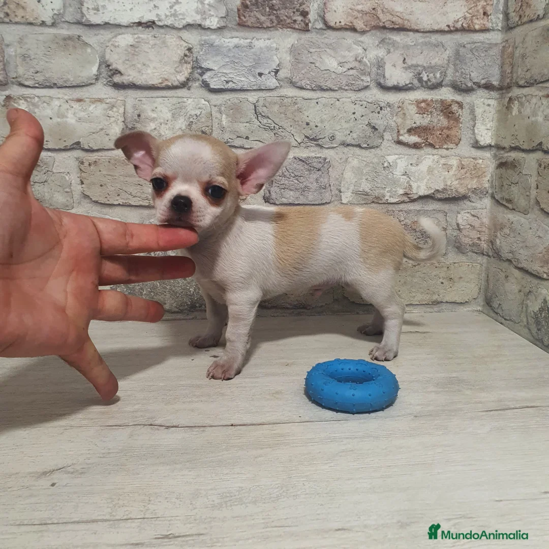 Chihuahua perros en venta: Chihuahua mini - Anuncio 2